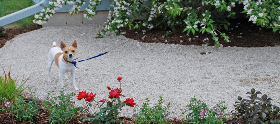 How to Dog-Proof Your Backyard for Maximum Safety